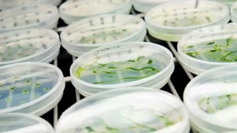 Petri dishes with developing plants and algae