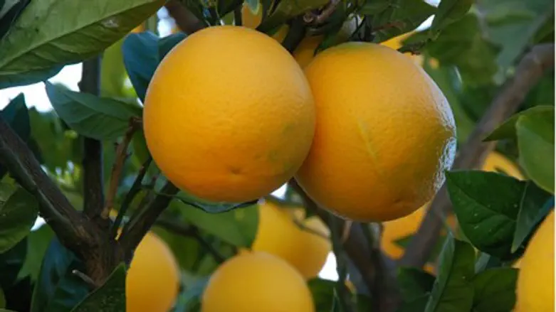 Израильские апельсины