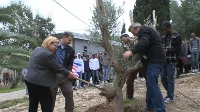 Ambassador Shapiro plants olive tree