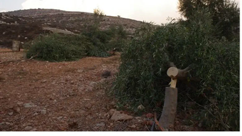 Jewish olive grove destroyed in Shomron