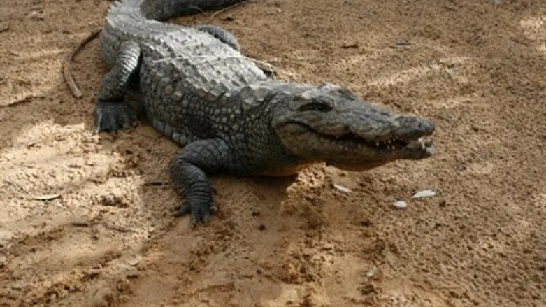 Crocodile in the zoo in Khan Younis in southe