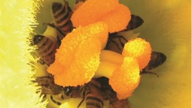 רוקחות טבעיות. דבורים