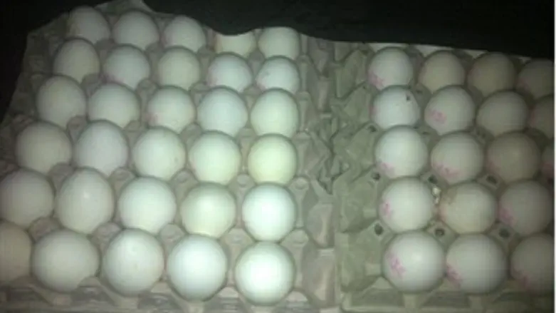 הביצים שנתפסו אמש