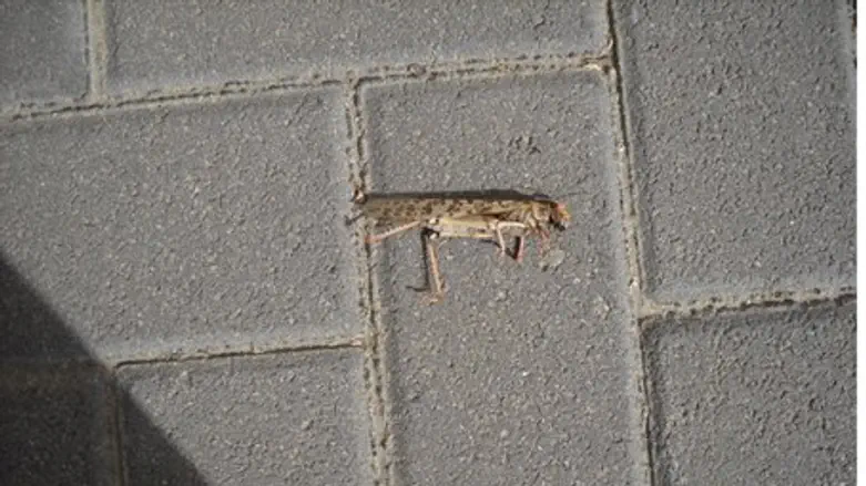 Locust dies in Jerusalem neighborhood of Pisg