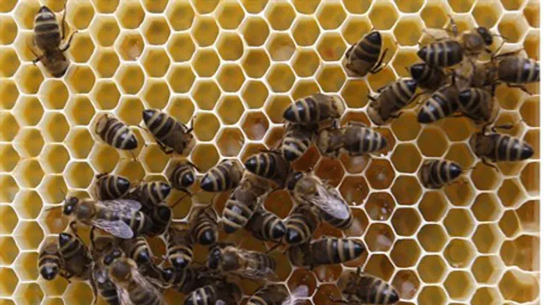 Пчелы (иллюстрация)