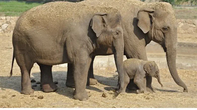 The newborn elephant