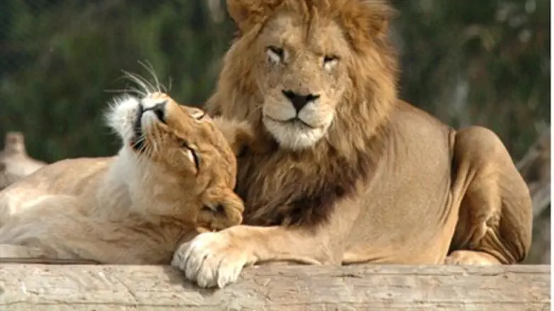 Illustration: Lion and cub
