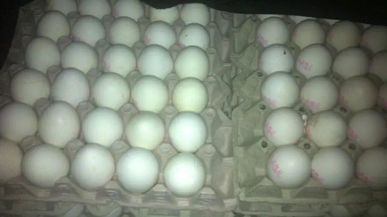 ביצים מוברחות שנתפסו. ארכיון