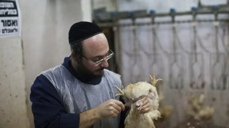 Shechita kosher slaughter