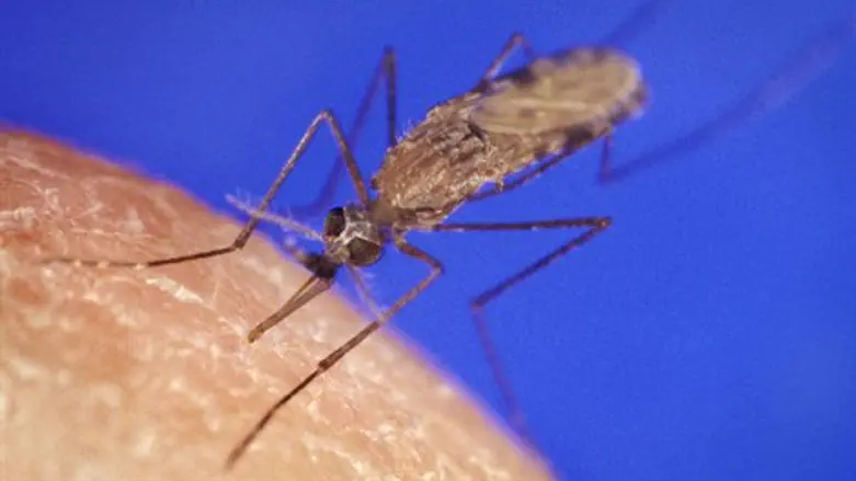 יתוש האנופלס. ארכיון