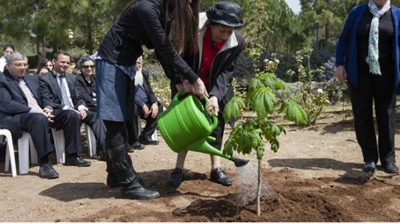 Planting of Anne Frank tree sapling (file)