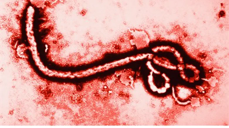 Вирус лихорадки Эбола