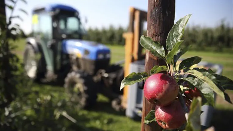 חקלאות חקלאים טרקטור פירות תפוחים