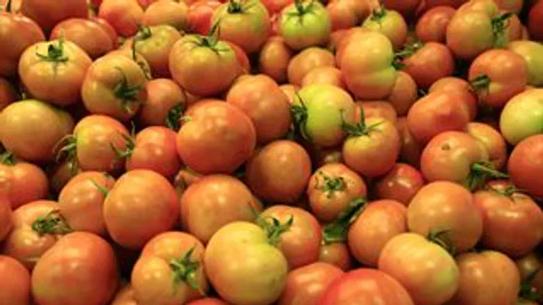  עגבניות - מעזה לסעודיה