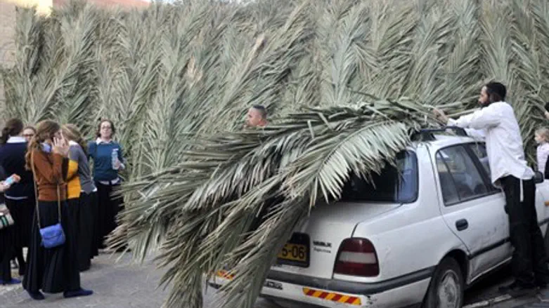 Gathering palm fronds for a sukkah
