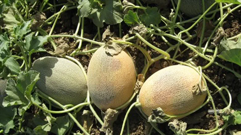 Melons damaged in heat wave