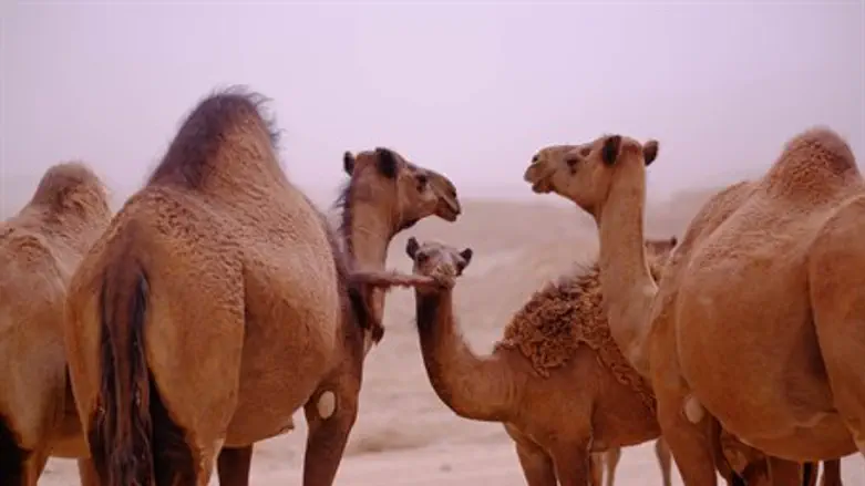 Herd of camels