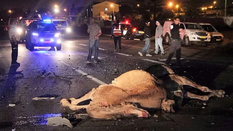 Camel causes fatal accident
