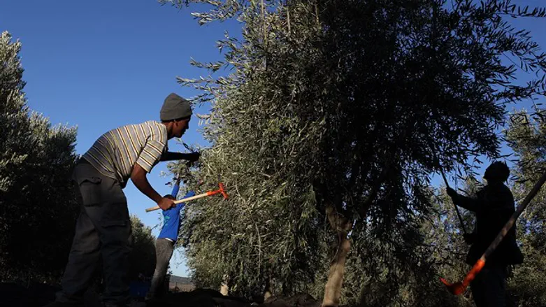 Harvesting olives