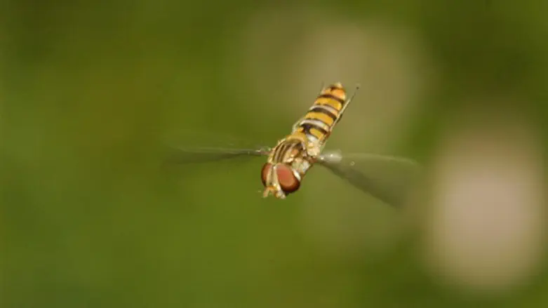 זבוב רחף (Hoverfly) - מהמין Episyrphus balteatus