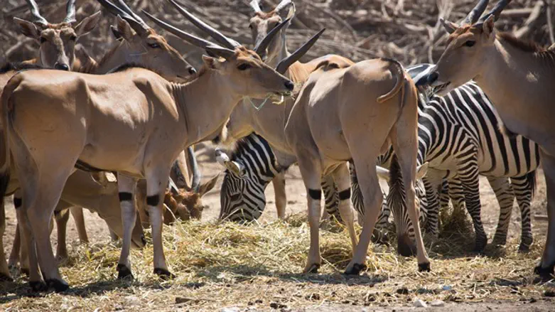 Antelopes and zebras at Ramat Gan Safari