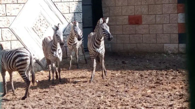 Переданные зебры
