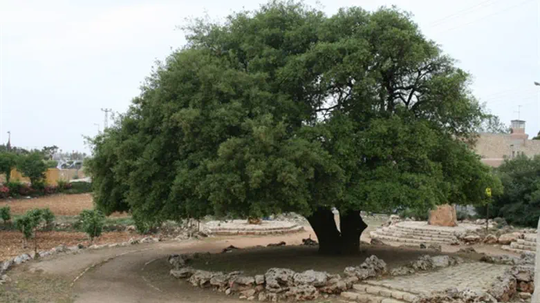 The Lone Tree, Gush Etzion