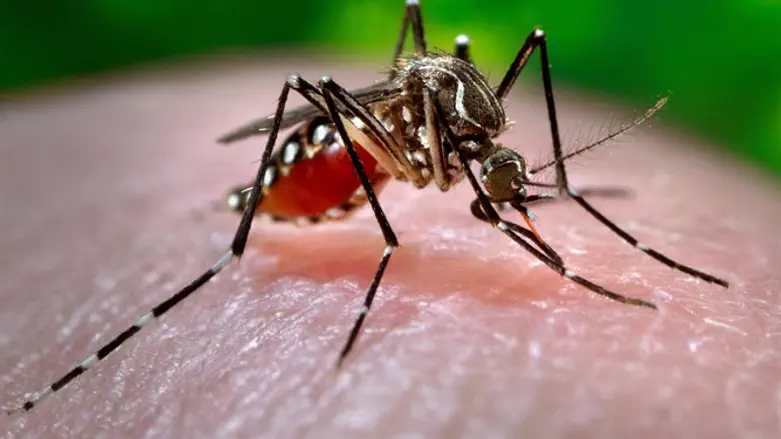 יתוש שנבדק במסגרת פיצוח הגנום