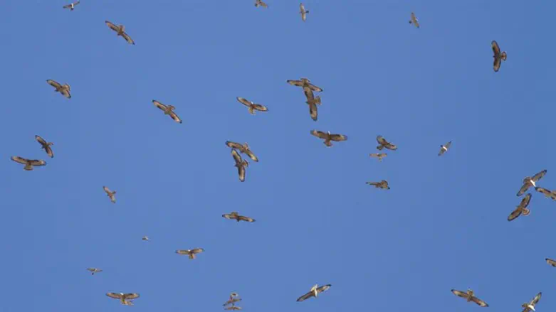 Levant sparrowhawks fly over Eilat