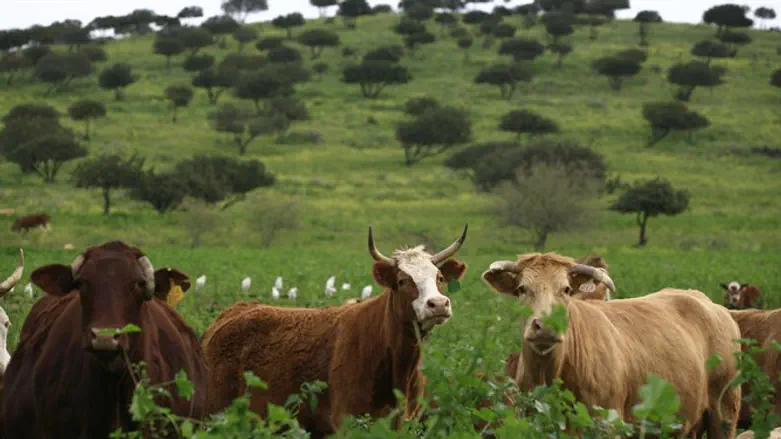 Cows in northern Israel
