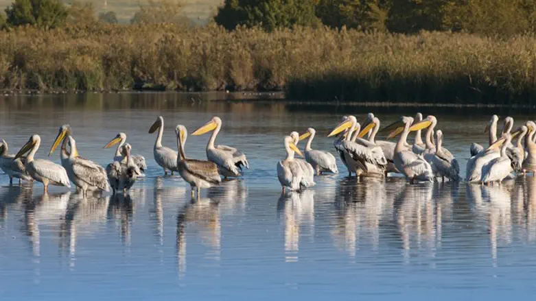 Pelicans at Hula Lake
