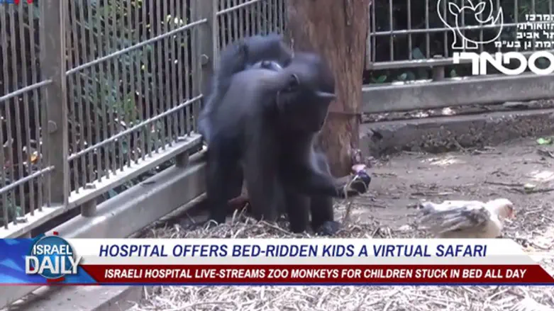 Hospital offers bed-ridden kids a virtual safari 