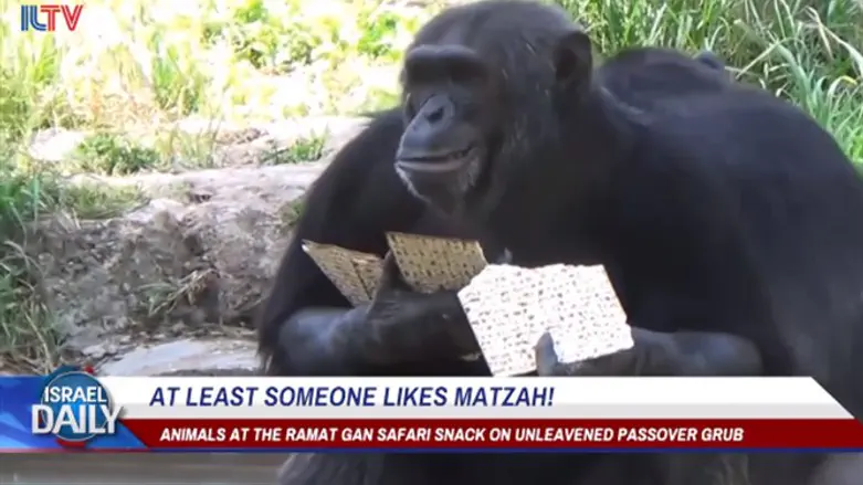 Matzah at the Ramat Gan safari