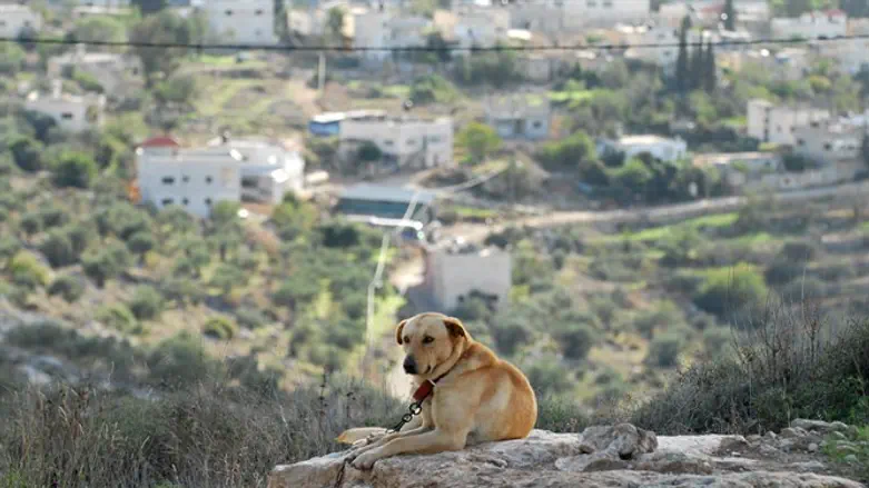 Dog guards Har Hemed next to Kedumim; Arab Kadum seen in background