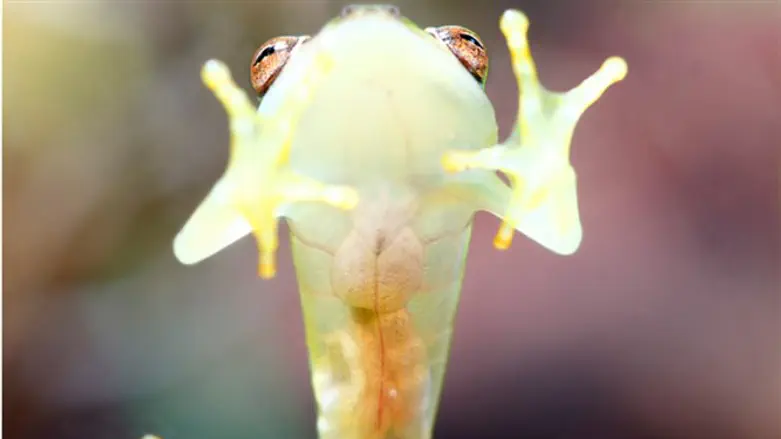 צפרדע זכוכית- אפשר ממש לראות את הלב שלו פועם