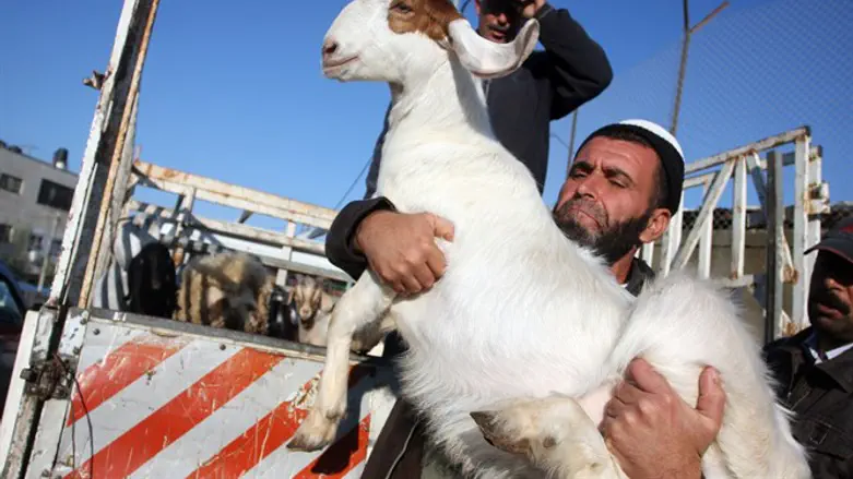 Arab loading goat on truck (illustrative)