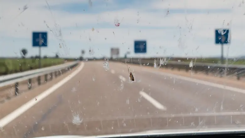 Bug on windshield (stock image)