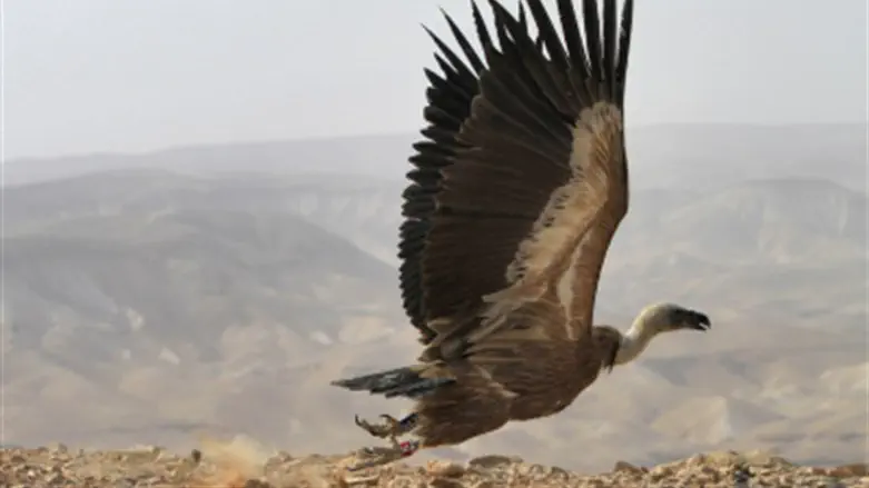 Vulture (file).