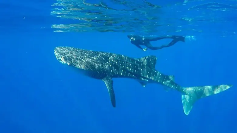 כריש לוויתני במפרץ אילת