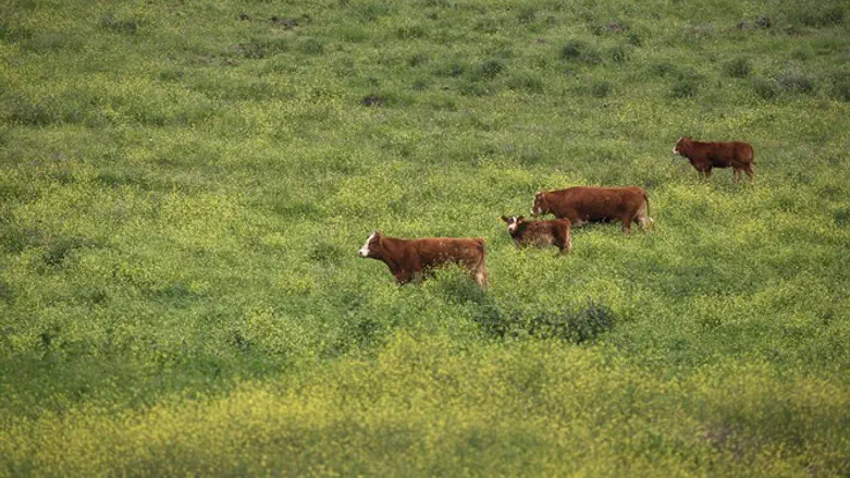 אדום או אדום-חום. פרות באחו