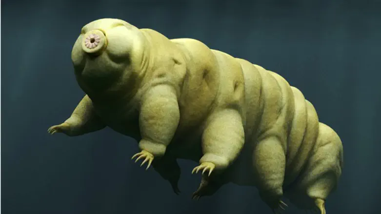 A tardigrade