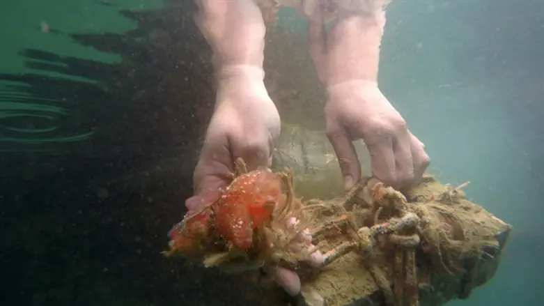 An Israeli researcher holds a sea squirt in the Red Sea