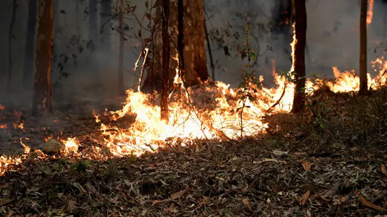 The wildfires in Australia