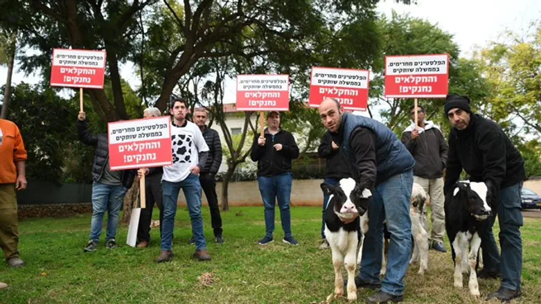 Calves join protest