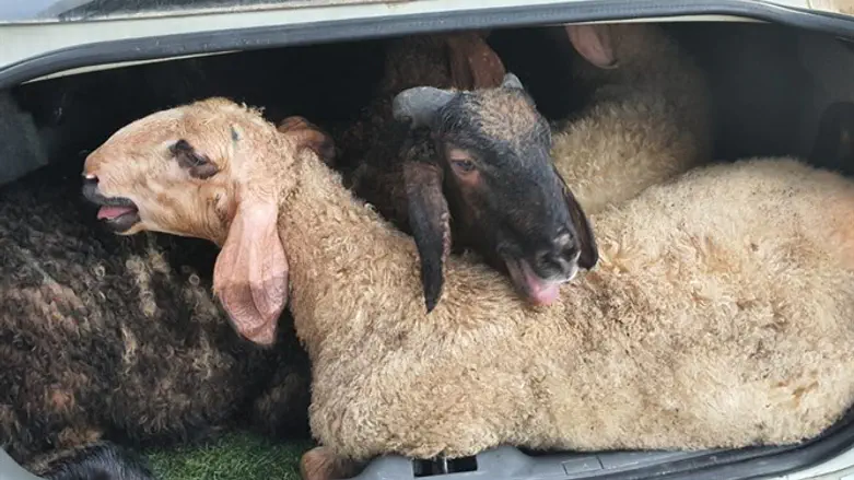 הכבשים בתא המטען