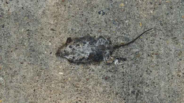 Rodent fossil