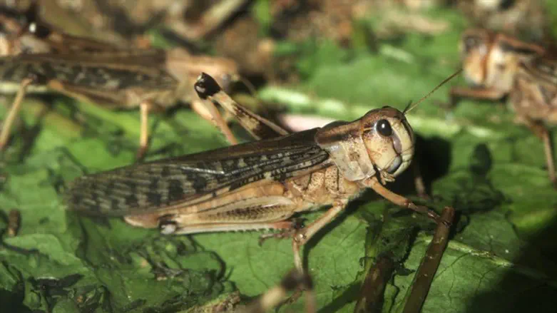 The desert locust, a species recognized as kosher by Yemenite Jews