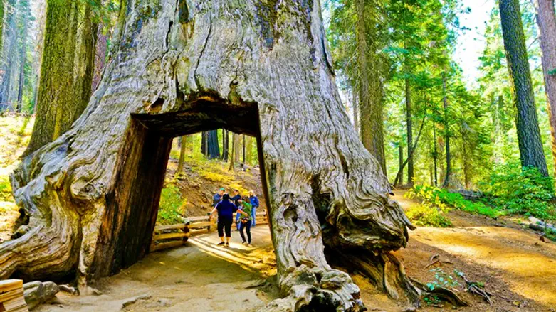 The dead tunnel tree in Tuolumne Grove, Yosemite National Park