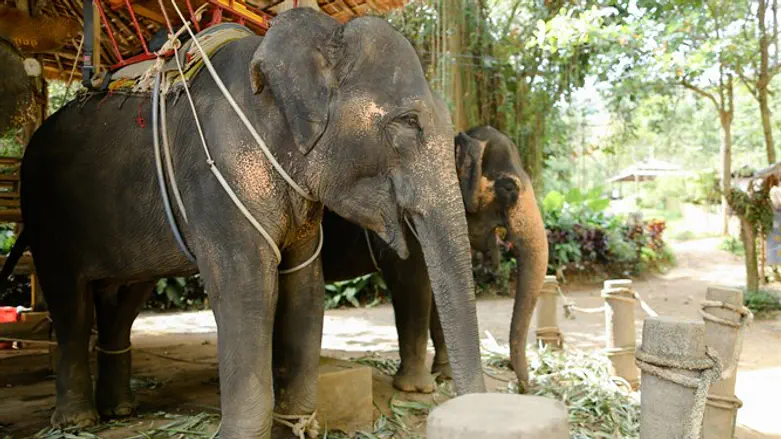 Elephant-on-a-rope