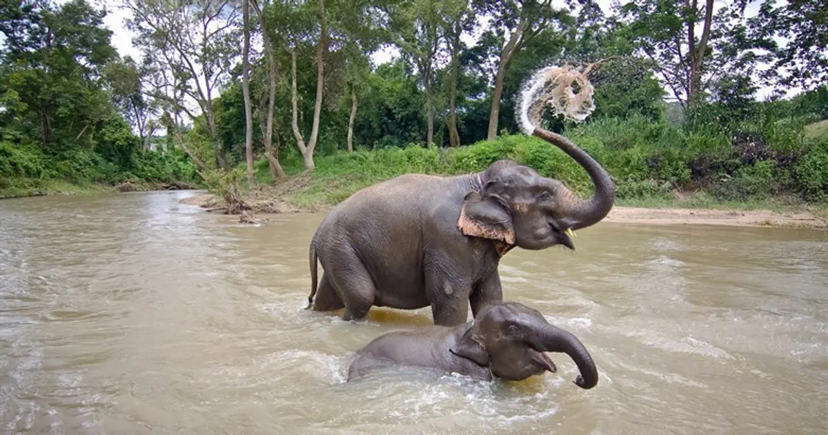 Watch: Rescuer helps trapped elephant escape from pond | Israel ...